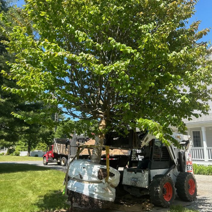 large caliper trees